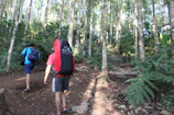 Campers hiking through a dense forest trail surrounded by towering trees.