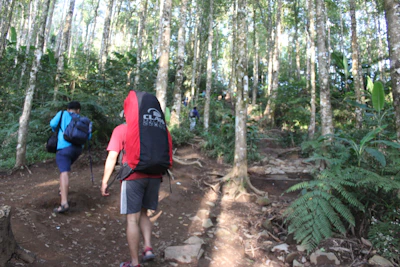 Campers hiking through a dense forest trail surrounded by towering trees.