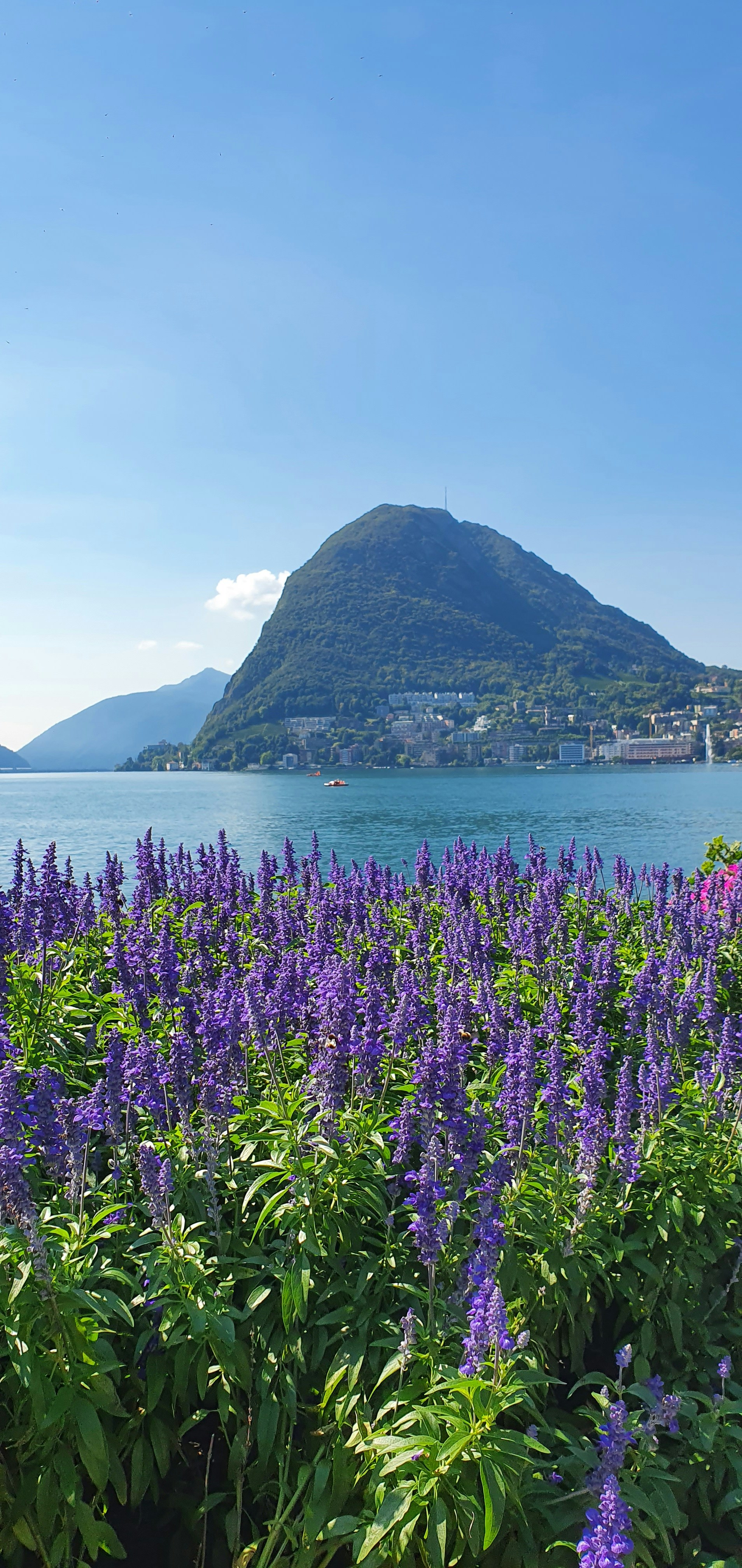 campo di fiori viola vicino allo specchio d'acqua durante il giorno