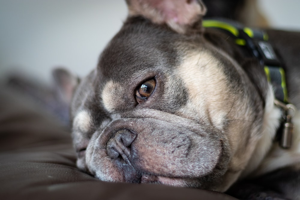 black and white french bulldog puppy