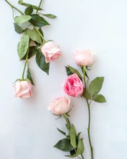 a group of pink roses laying on top of each other
