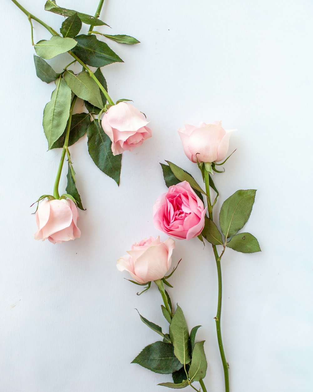 a group of pink roses laying on top of each other