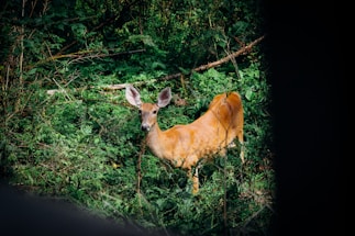 A deer stands alert in a lush, green forest, surrounded by dense foliage and branches. Sunlight filters through the leaves, highlighting the deer's reddish-brown coat.