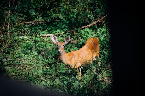 A deer stands alert in a lush, green forest, surrounded by dense foliage and branches. Sunlight filters through the leaves, highlighting the deer's reddish-brown coat.