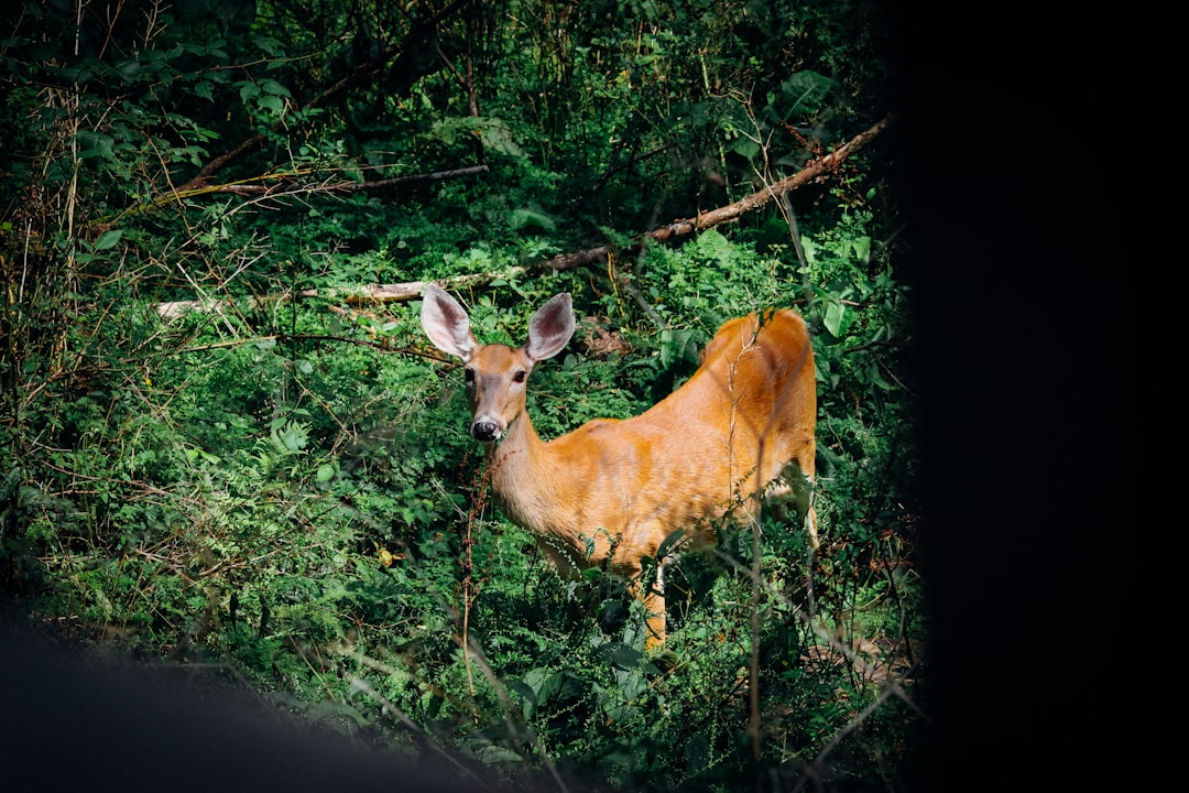 brown deer on green grass during daytime