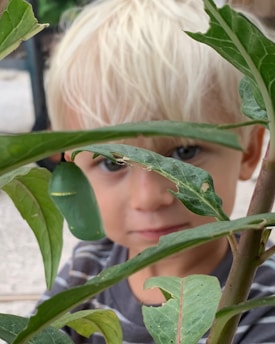 A young child with blonde hair is peering through green leaves. The focus is on the leaves and a green chrysalis, with the child's face slightly blurred in the background.