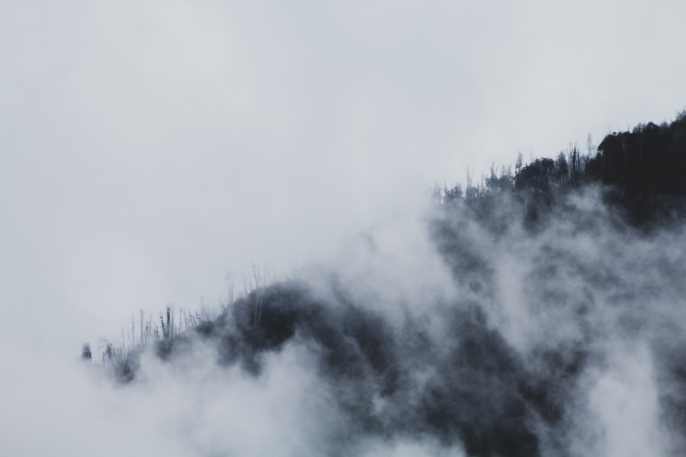 green trees covered by white clouds