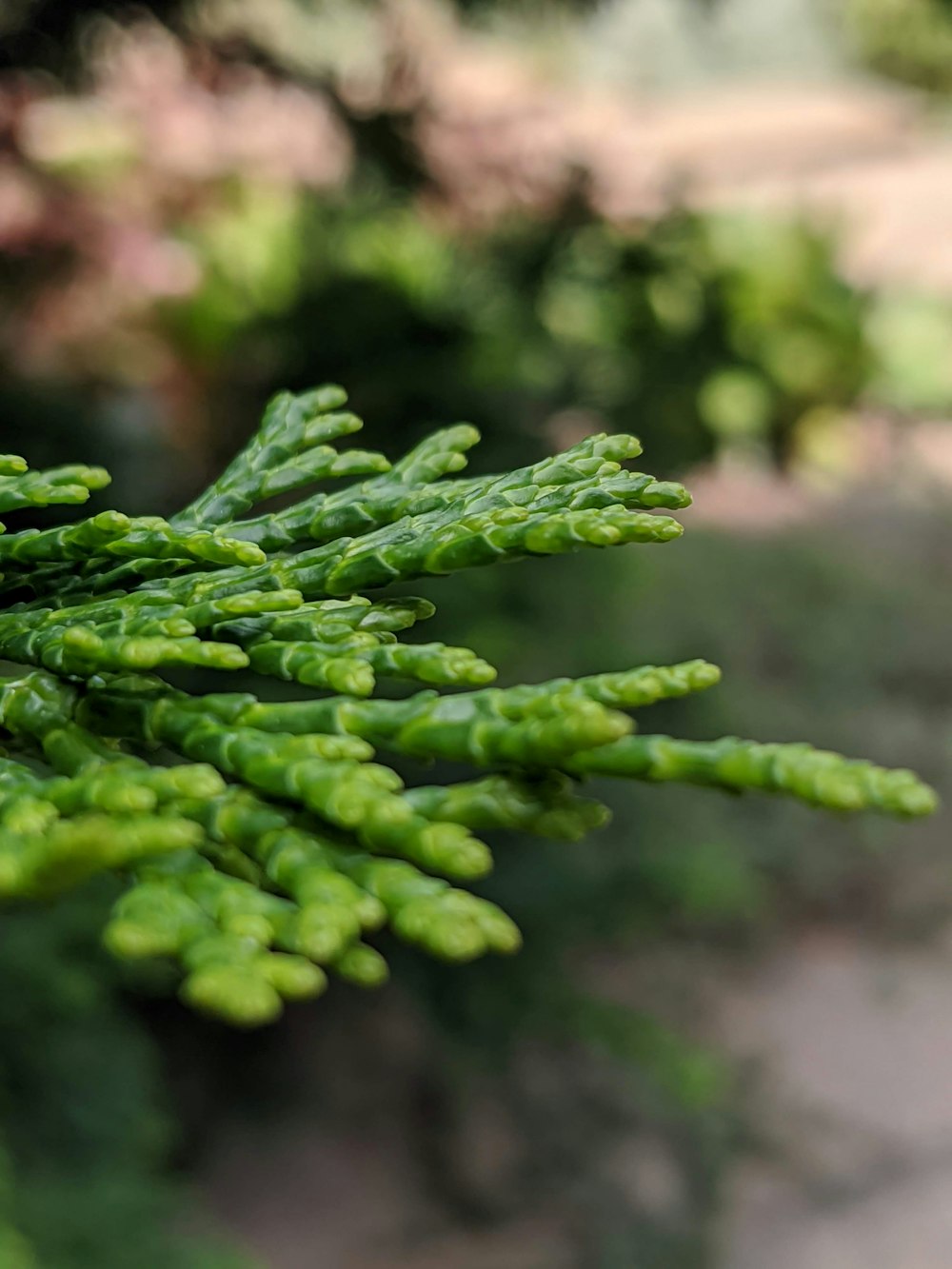 green fern plant in close up photography