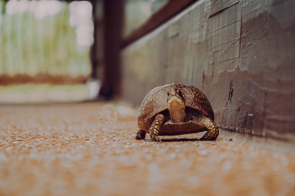 Braune und schwarze Schildkröte auf braunem Boden