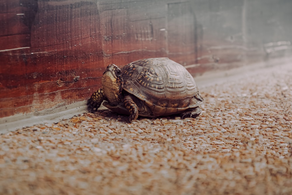 brown turtle on brown sand during daytime