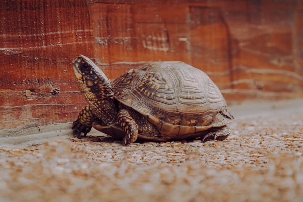 Braune und schwarze Schildkröte auf braunem Sand