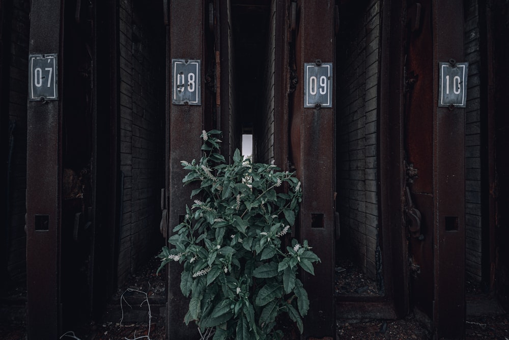 a plant in front of a building with numbers on it