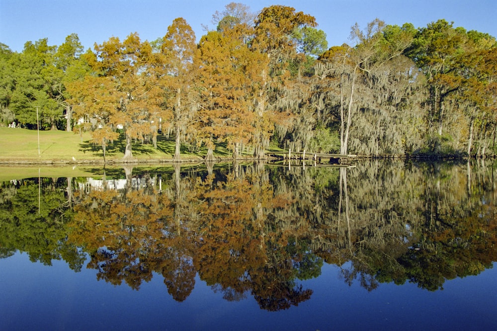 green and brown trees beside lake during daytime