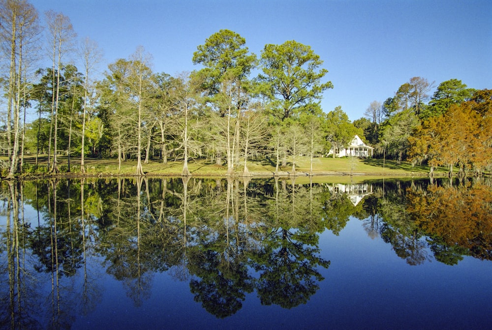 green trees beside lake during daytime