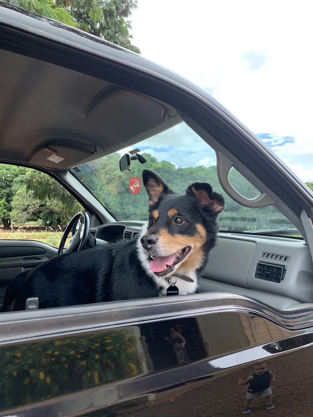 black and brown short coated dog inside car during daytime