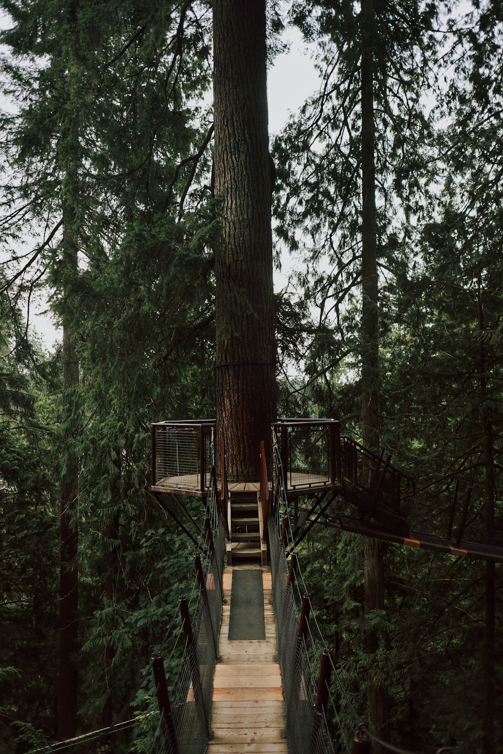 brown wooden bridge in the woods