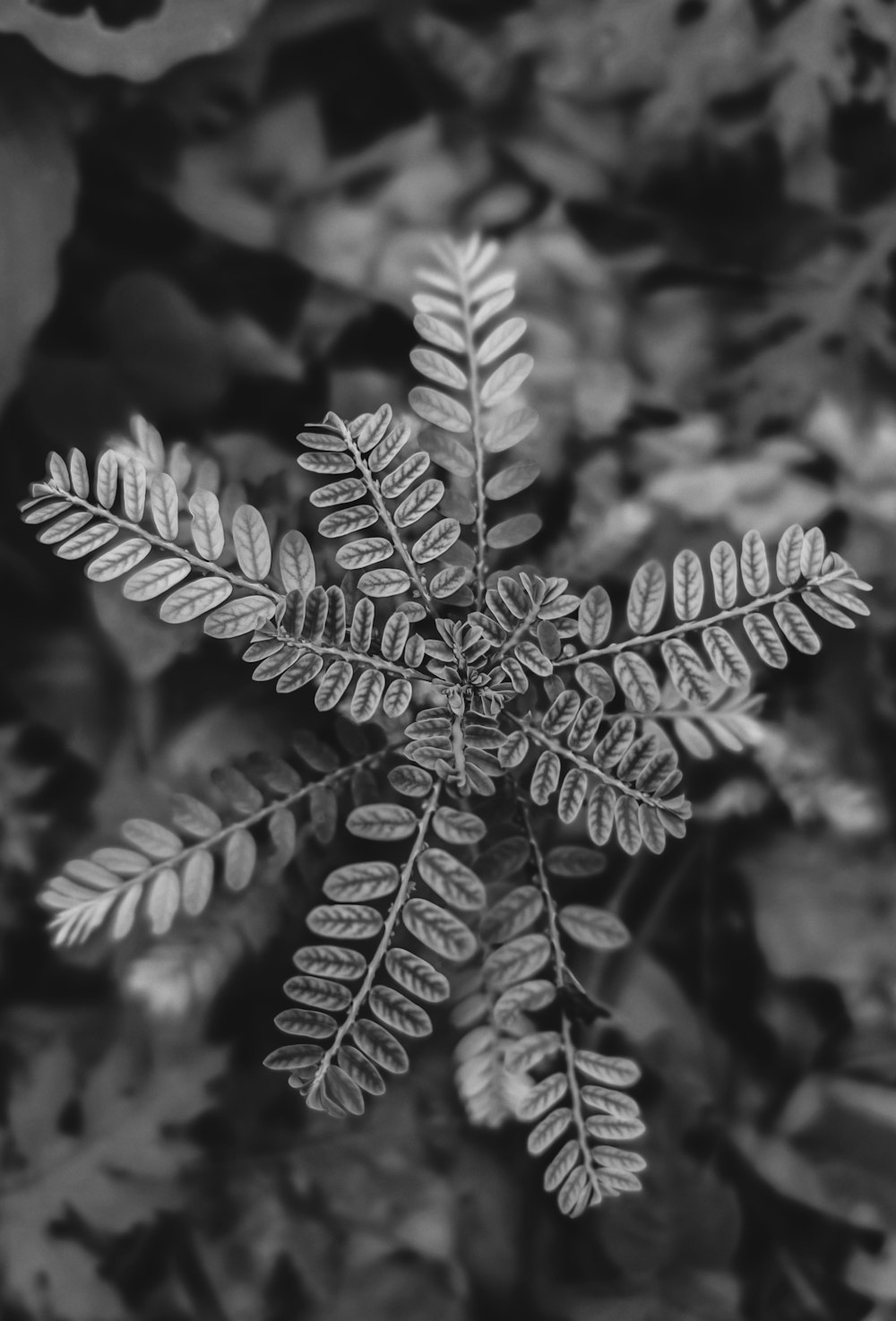 grayscale photo of leaf plant