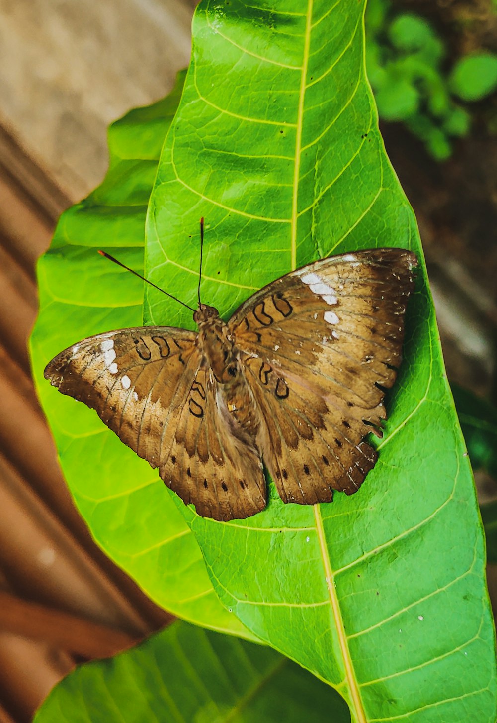 brown and black butterfly on green leaf