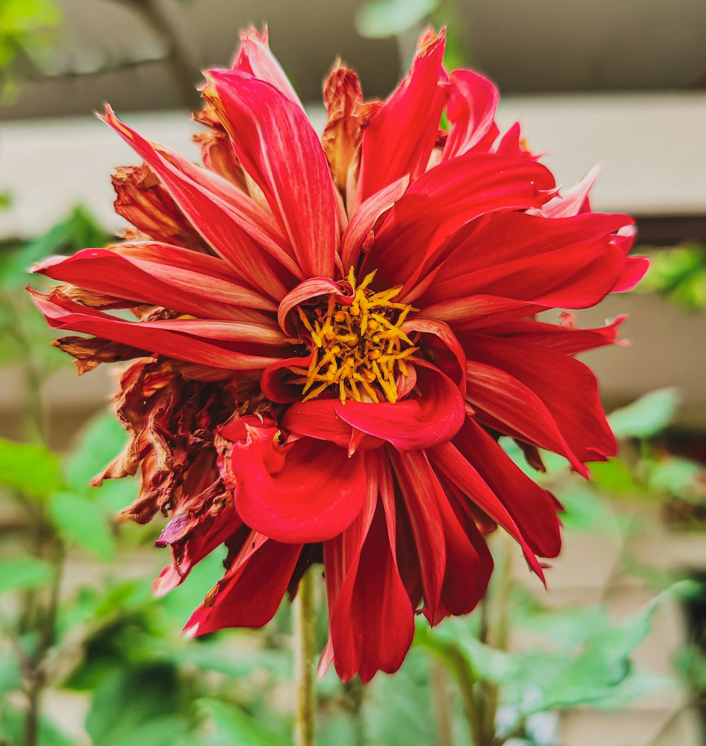 red flower in tilt shift lens