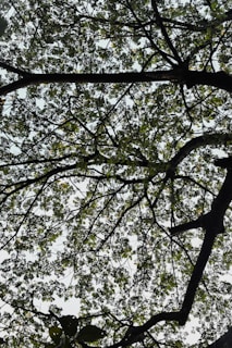A network of tree branches and green leaves is seen against a bright sky, creating a natural canopy. The branches are intricately intertwined, forming a complex pattern.