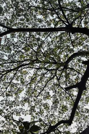 A network of tree branches and green leaves is seen against a bright sky, creating a natural canopy. The branches are intricately intertwined, forming a complex pattern.