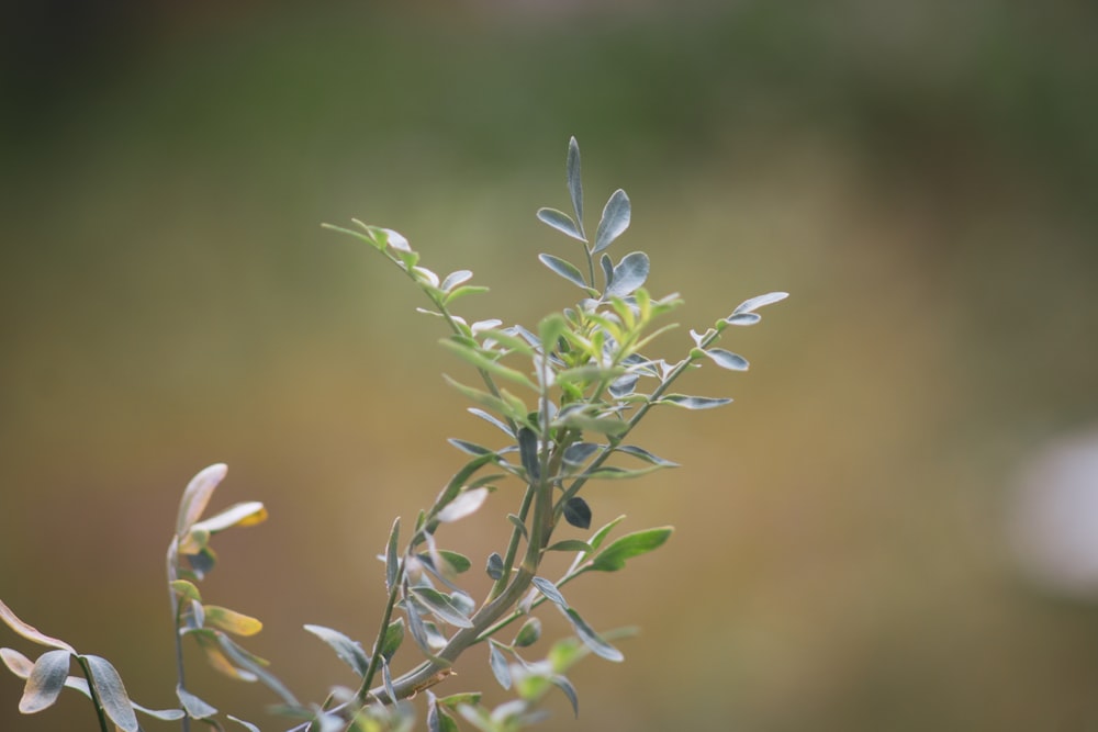 a close up of a plant with leaves