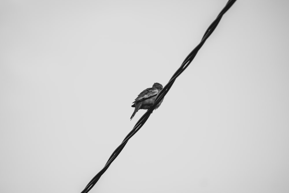 a black and white photo of a bird on a wire