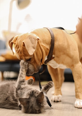 A playful scene of children laughing as they pet a friendly dog and cat together.