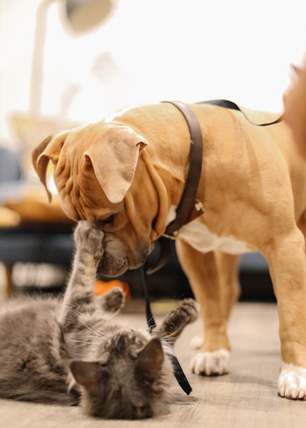 A happy dog and cat playing together in a sunlit living room, free of fleas.