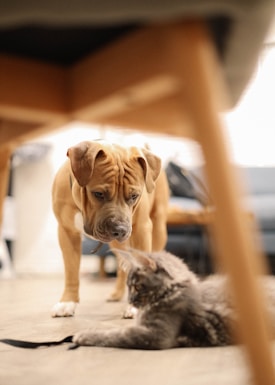 A light brown dog with a wrinkled face and a dark nose stands on a wooden floor, curiously observing a fluffy gray cat lying down. The scene is indoors, possibly in a living room, with furniture in the background slightly out of focus.