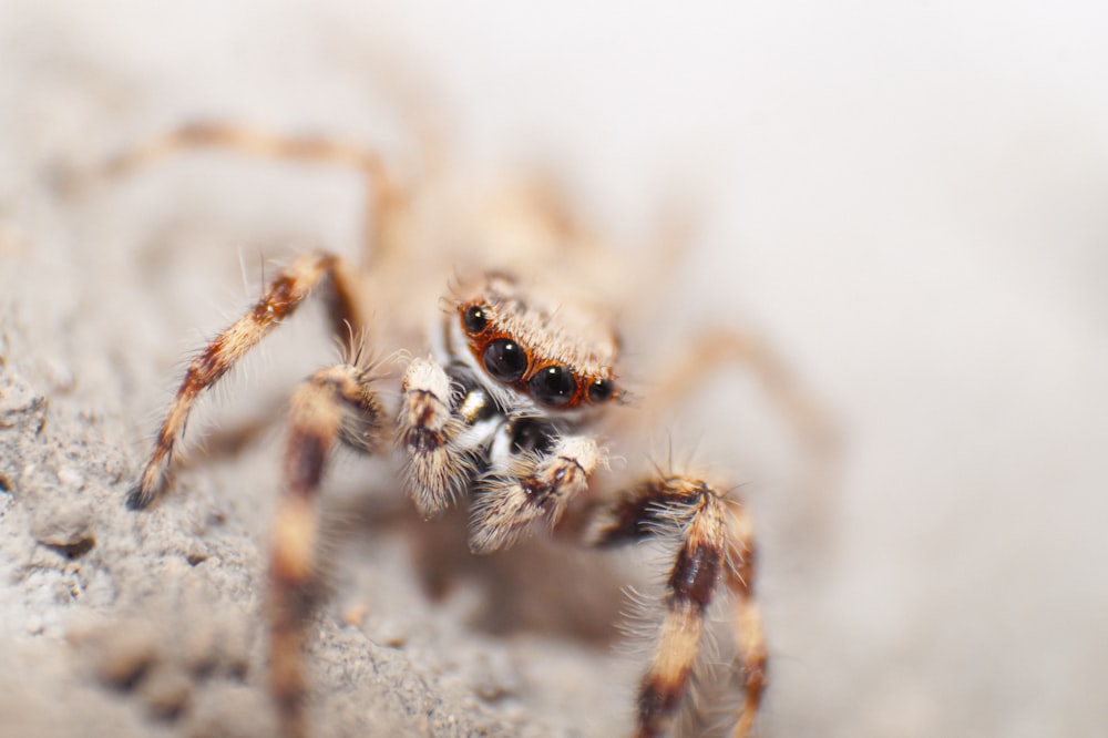 brown and black spider on white surface