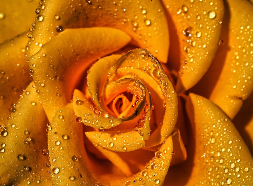 rosa amarilla en flor con gotas de rocío