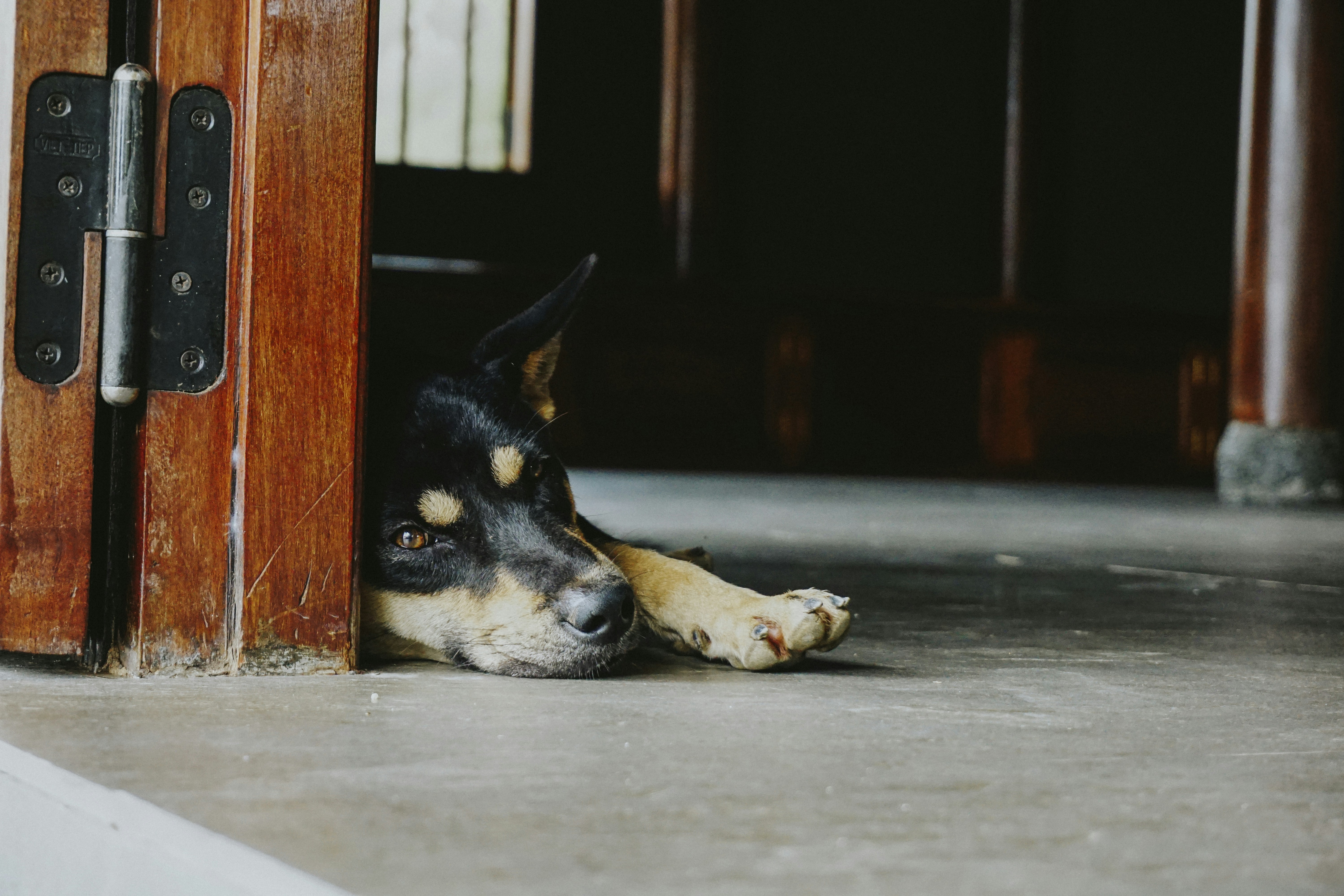 The Role of Cortisol in Your Dog’s Sleep Cycle