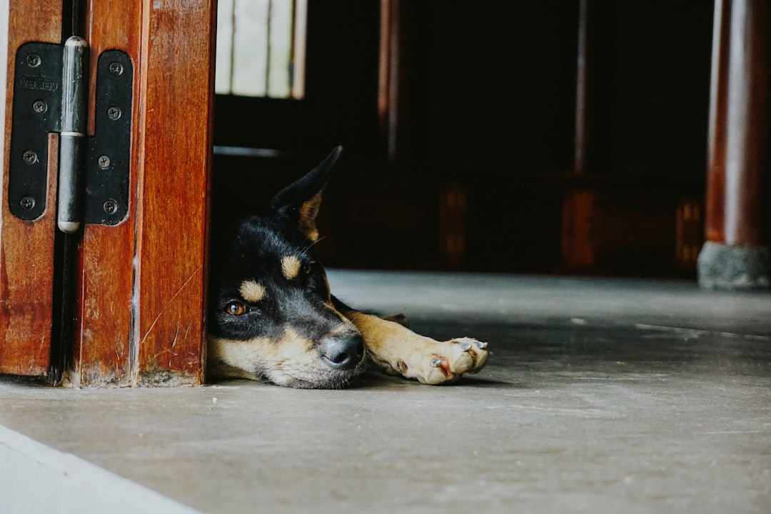 black and tan short coat medium sized dog lying on floor