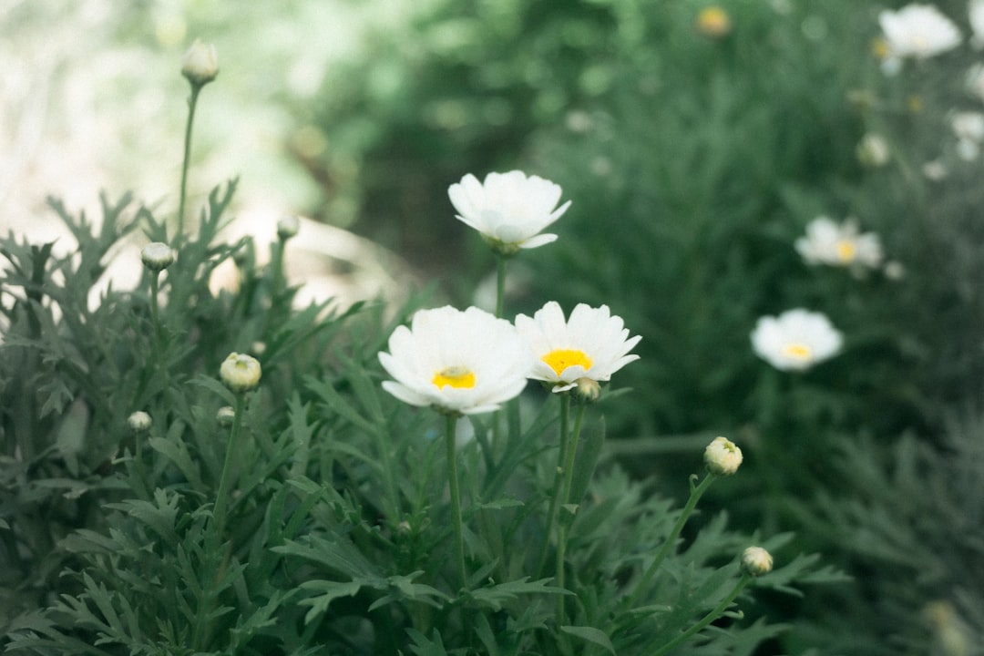 white daisy flower in bloom during daytime