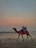 A happy traveler enjoying a camel ride along the beach at sunset in Essaouira.