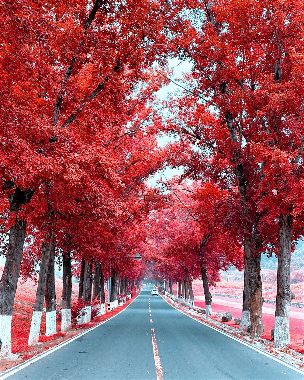 brown and orange trees on gray concrete road during daytime