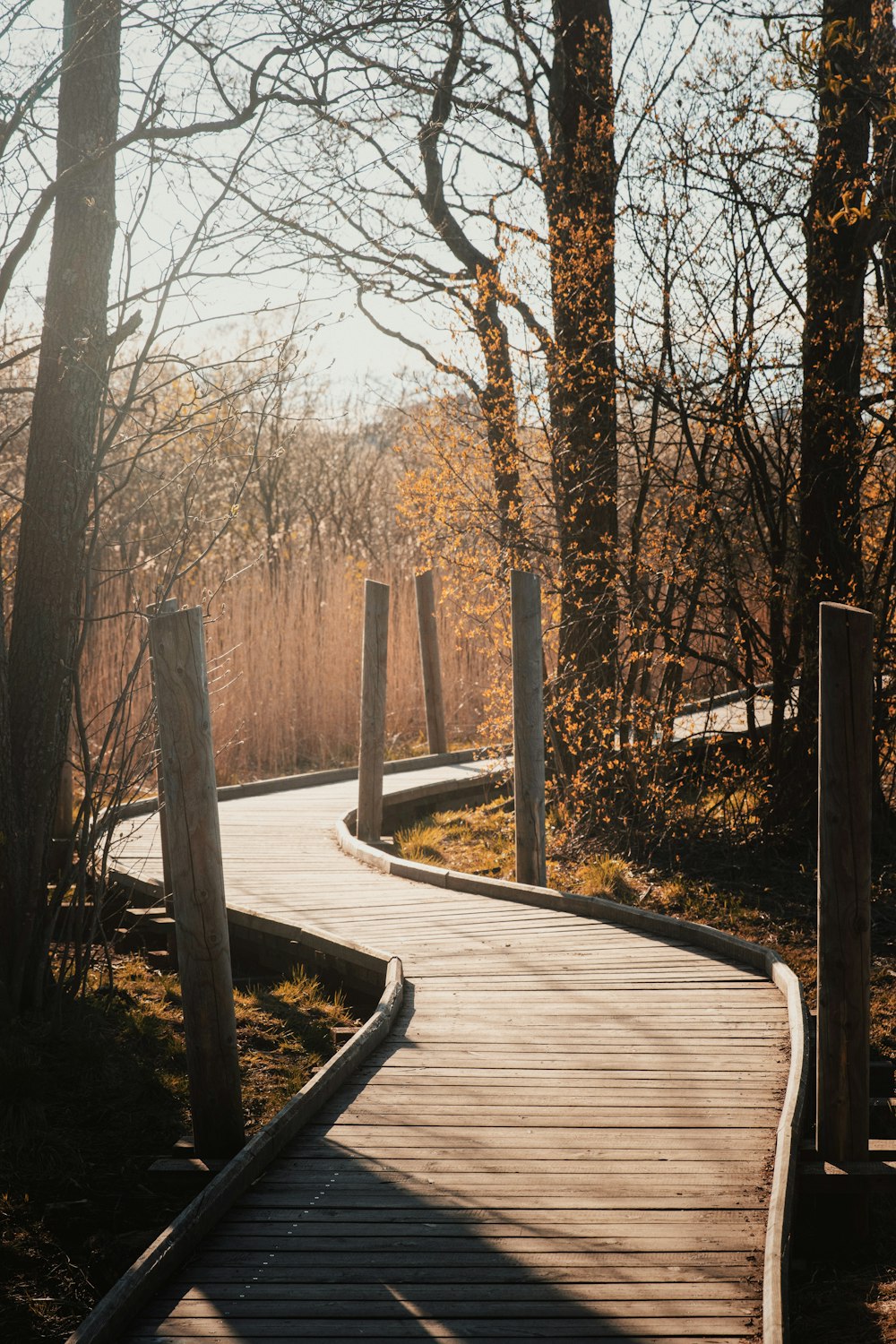 brown wooden pathway in between bare trees during daytime