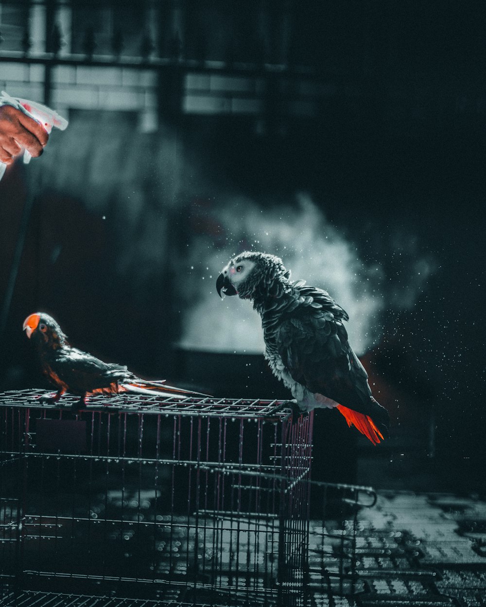 gray and white parrot on black metal cage
