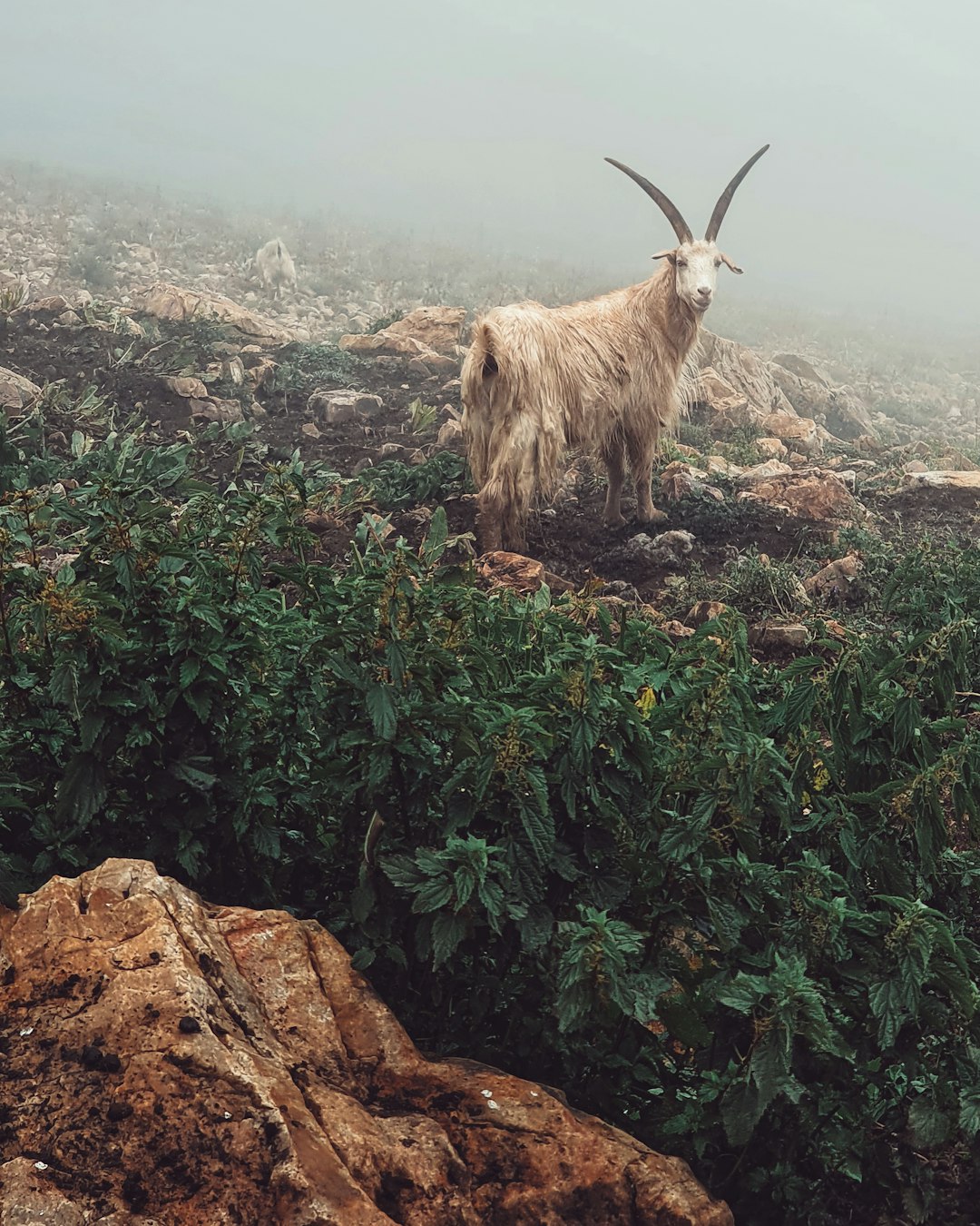 white sheep on green grass field during daytime