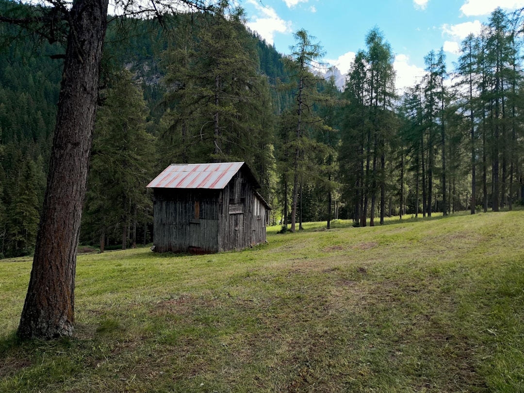 brown wooden house in the middle of forest