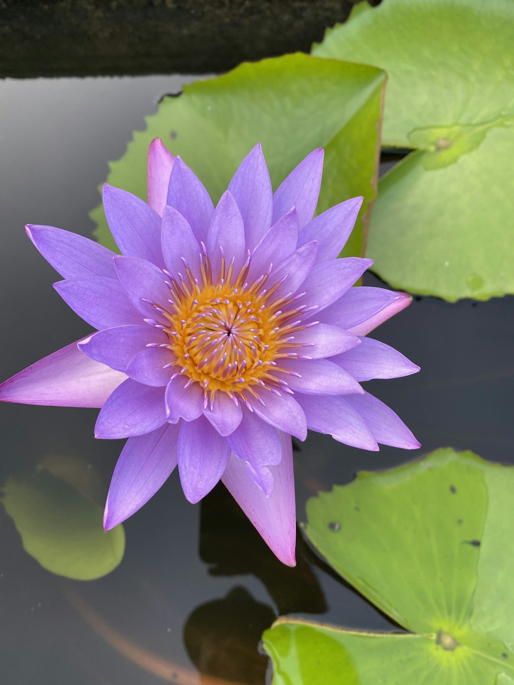 purple waterlily in bloom during daytime