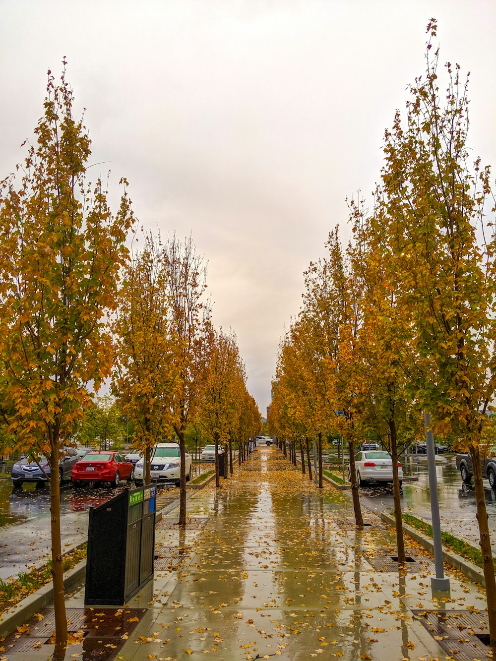 arbres verts près d’un plan d’eau pendant la journée