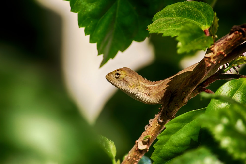 brown lizard on green leaf