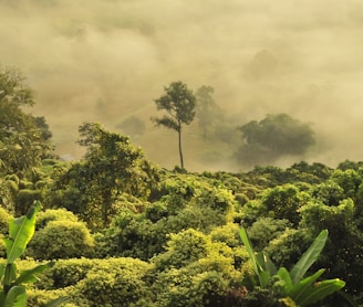 green trees under white clouds