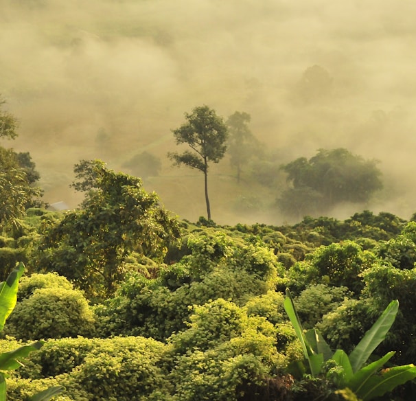 green trees under white clouds