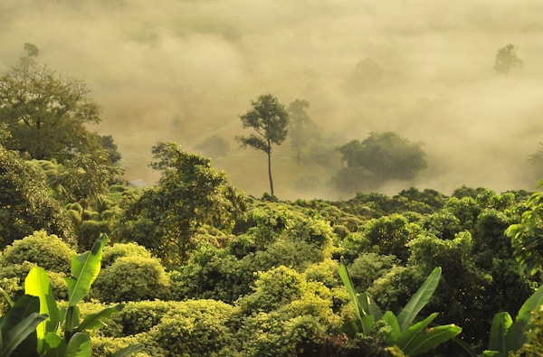 Exploring Phayao: A Traveler's Guide