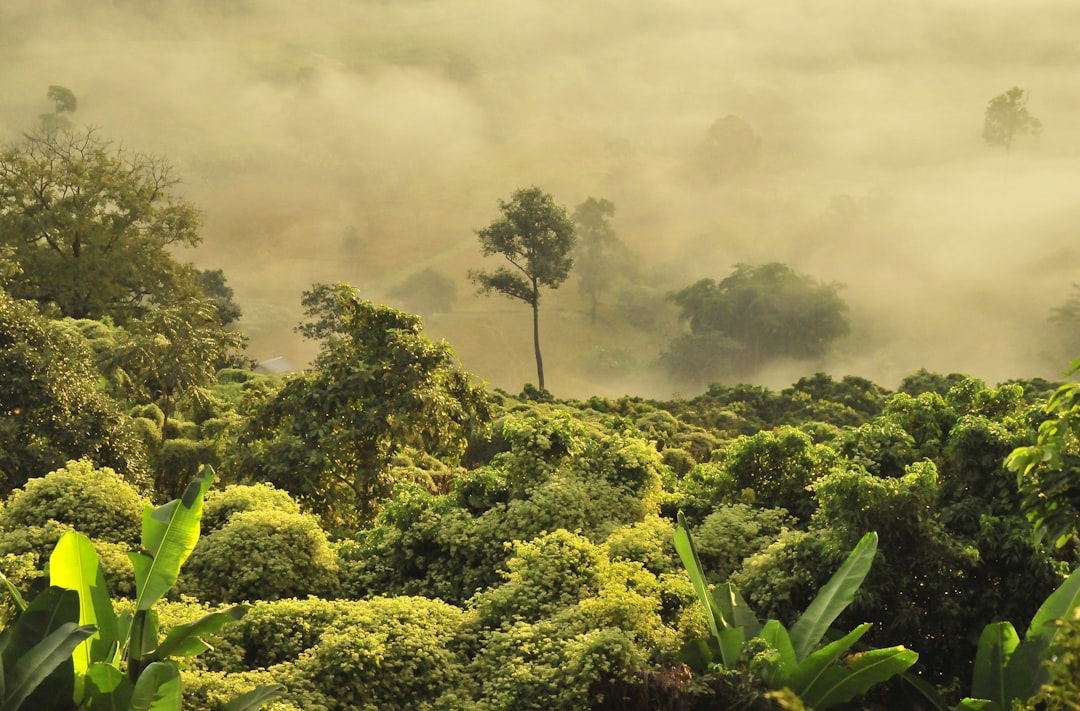 green trees under white clouds, Morning fog drifts through the jungle