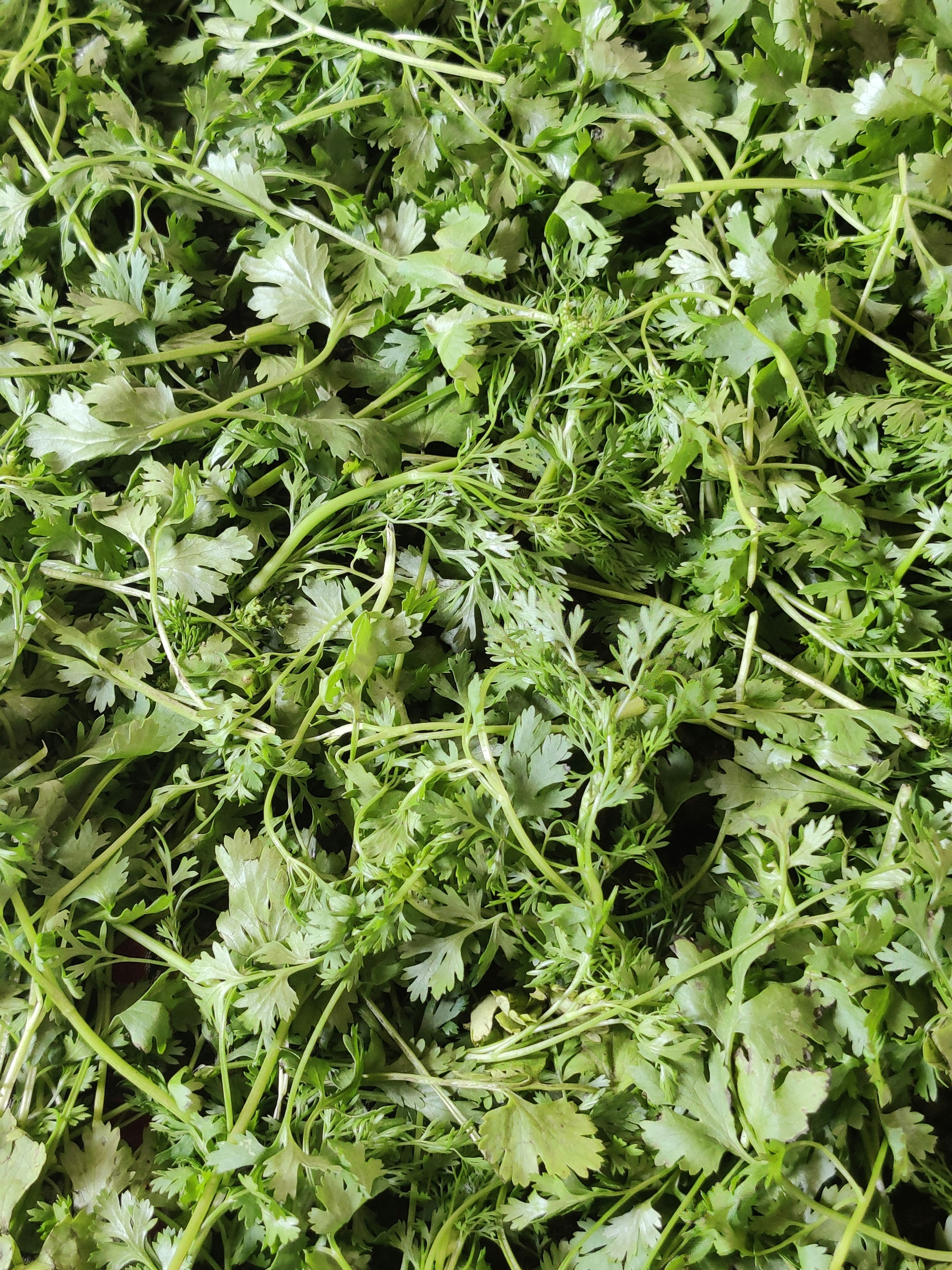 Fresh Cilantro Bunch