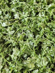 Close-up of freshly picked Colombian herbs bundled and ready for export.